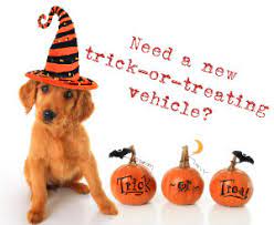 Cute dog with trick or treat pumpkins
