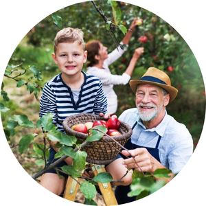 Older Man and Child Picking Apples in an Orchard